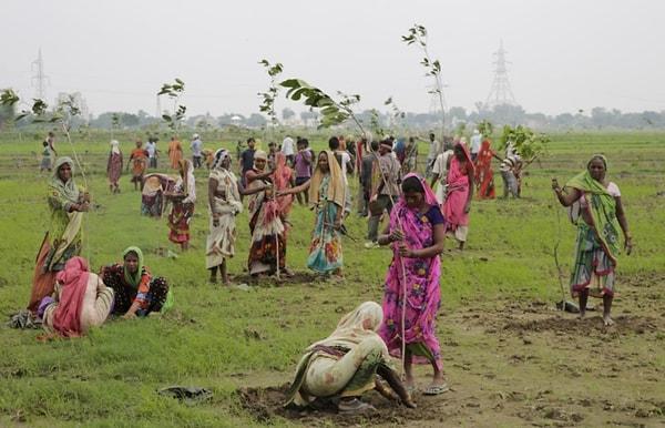 Hindistan’ın en kalabalık eyaleti olan Uttar Pradesh'te hükumet yetkilileri, öğrenciler ve gönüllülerden oluşan 800 bin kişi geçtiğimiz günlerde 24 saat içinde neredeyse 50 milyon (49,3 milyon) ağaç dikti.