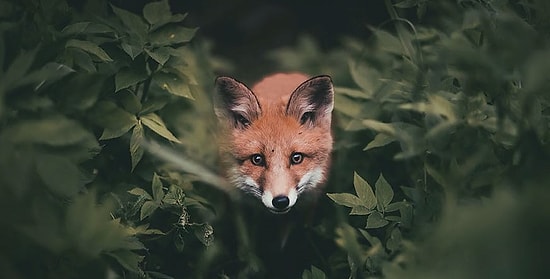 Невероятно близкие фото лесных жителей от друга всех зверей