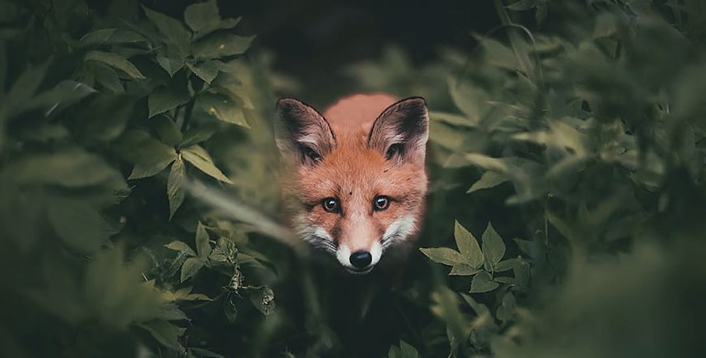 Невероятно близкие фото лесных жителей от друга всех зверей