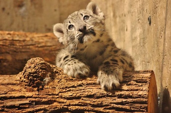 12. "Смотри какой я милый. Возьми меня домой!"