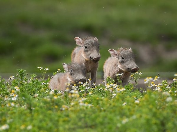 14. Не перепутайте этих трех африканский кабанят с тремя поросятами
