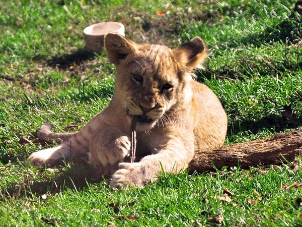 4. Чистим зубки