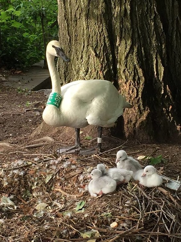 6. Не гадкие утята, а лебедята!
