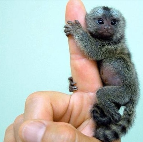 18. Крохотуля