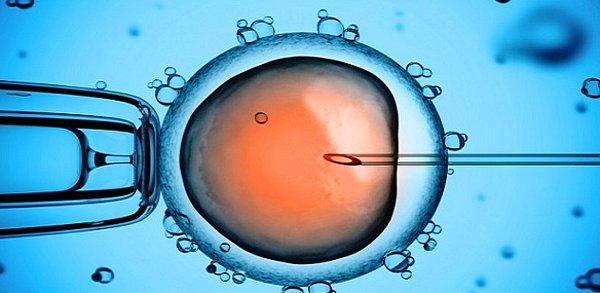 Uygun koşullar sağlandıktan sonra her iki ebeveynden sperm ve yumurta örnekleri alındı ve bunların in vitro yani laboratuvar koşullarında döllenmesi sağlandı.