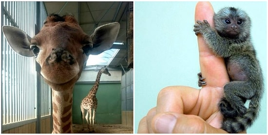 21 фото очаровательных жителей зоопарка: малыши рулят
