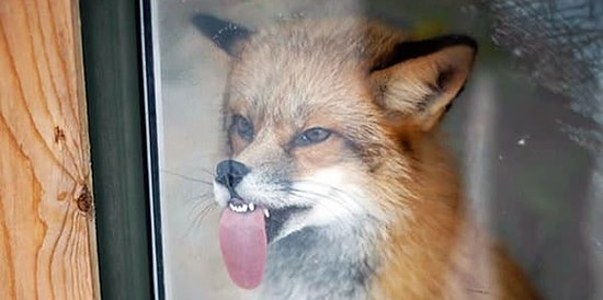 Стекло + животные: одна из самых смешных комбинаций