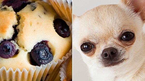 15. Dünyanın En Tatlı Testi: Köpekleri Yiyeceklerden Ayırabilecek misin?