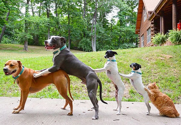 2. Их взяли к себе домой супруги Боггс, спасающие животных на протяжении вот уже нескольких лет.