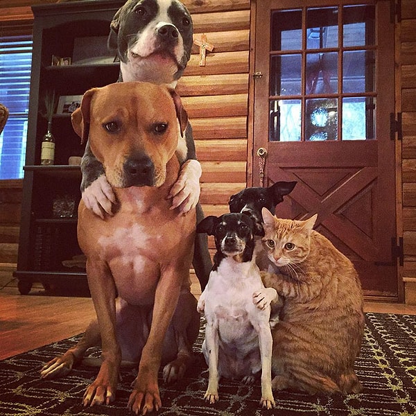 10. Джейка (собаку сверху) отняли у хозяина, который постоянно держал бедного пса в клетке, не выпуская его на волю.