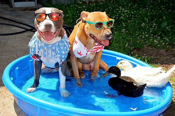 11. Роузи приехала из криминального района в Северном Сент-Луисе, где полицейские стреляют по любому питбулю на улице.