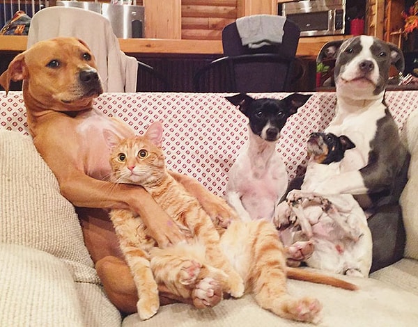 12. Эдит, помесь рэт-терьера и грей-хаунда, присоединилась к семье после того, как ее нашли в темном переулке, лежащей на мертвой матери и щенках-братьях и сестрах, чтобы согреться.