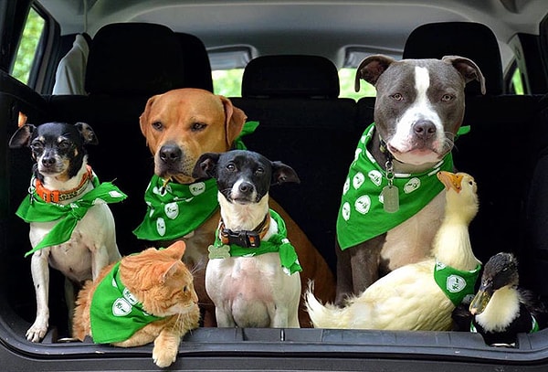 14. А недавно Боггс решили принять утят