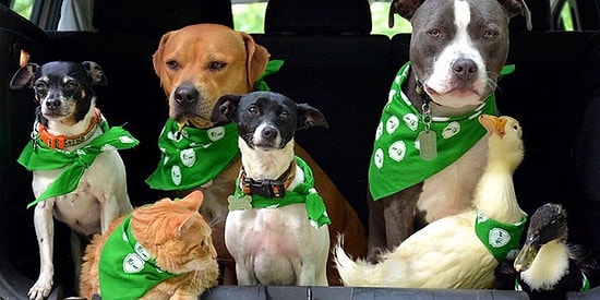 Очаровательная семерка: спасенные животные не хотят расставаться ни на миг