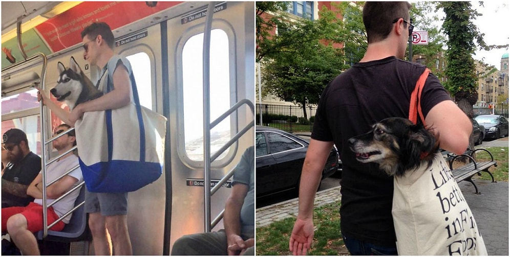 Собакам запрещено появляться в метро Нью-Йорка без переноски: вот, что из этого вышло