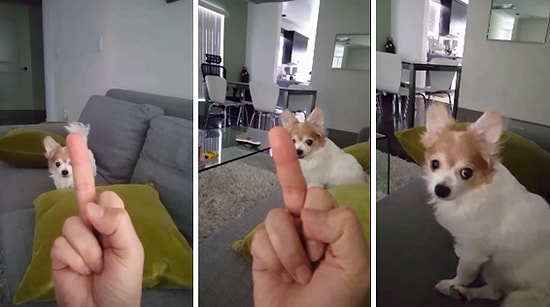 Kendisine Hareket Çekilmesinden Hoşlanmayan Köpek