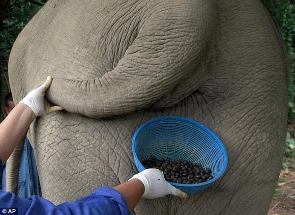 5. Dünya'daki en pahalı kahvelerden bir diğeri fil gübresinden elde ediliyor.