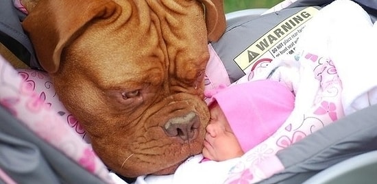 17 фото, доказывающих, что собаки - самые преданные друзья