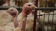 Aklınızın Bir Köşesinde Bulunması Gereken 17 Acı Gerçeğiyle Endüstriyel Hayvancılık