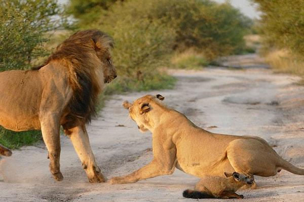 Erkek aslan kükrediğinde dişi çok daha gergin bir şekilde karşısında duruyor ona resmen meydan okuyordu. Annelik içgüdüsü onu ele geçirmişti ve hisleriyle hareket ediyordu.