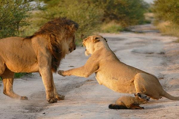 Anne aslan yaralı tilki yavrusunu korumak için erkek aslanla apaçık bir kavgaya teşebbüs ediyordu.