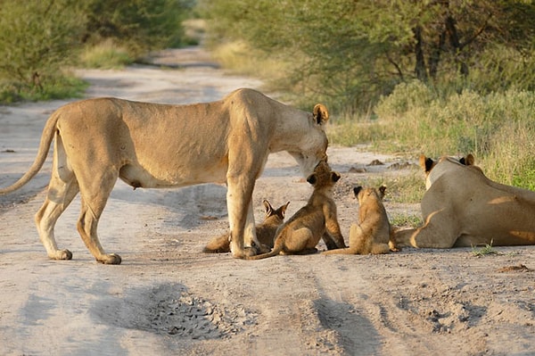В итоге львица все-таки одержала заслуженную победу.