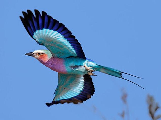 3. Lilac-Breasted Roller?