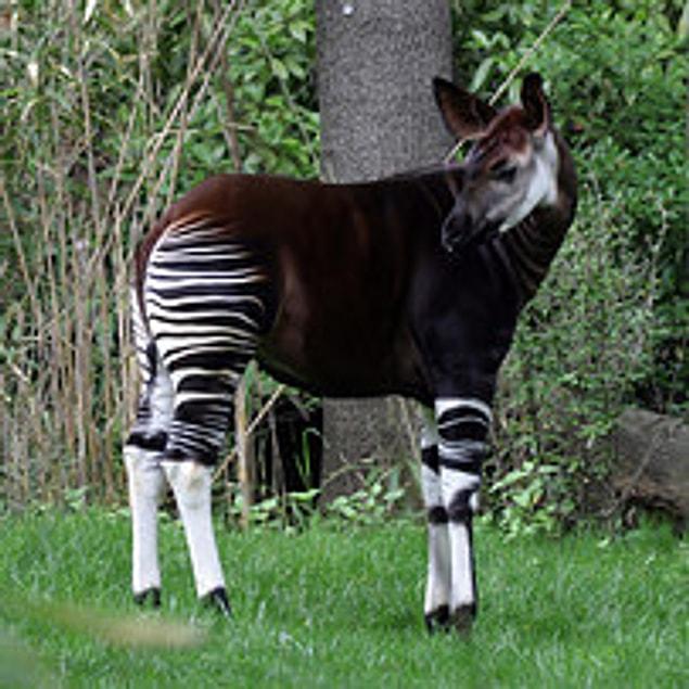 14. Okapi