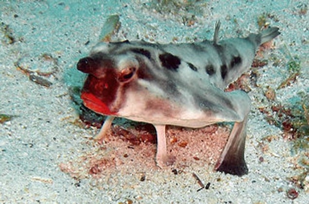18. Red-Lipped Batfish