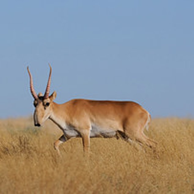19. Saiga Antelope