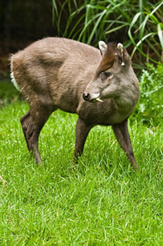 21. Tufted Deer 😍
