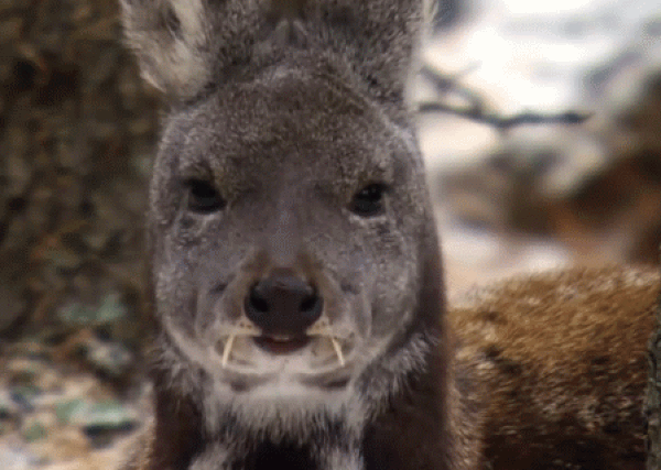 21. Tufted Deer 😍