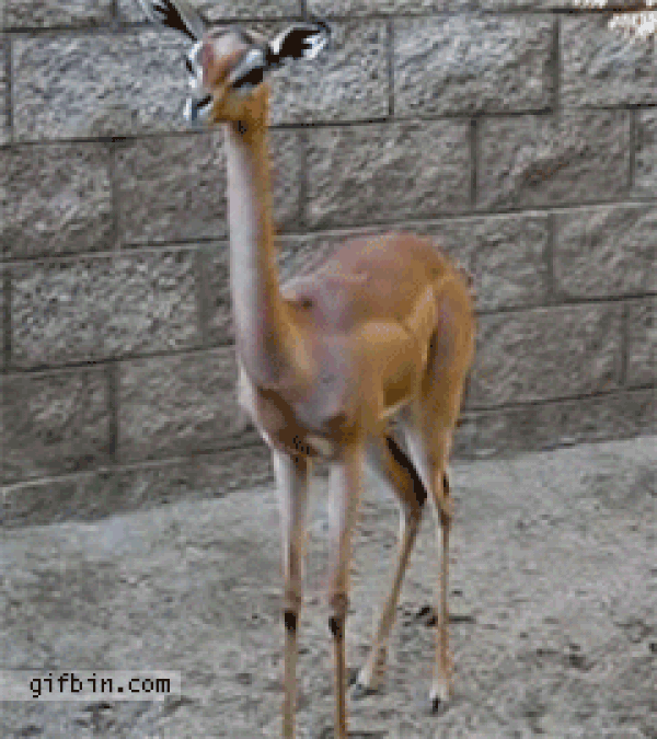16. Gerenuk.