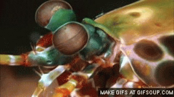 13. Mantis Shrimp