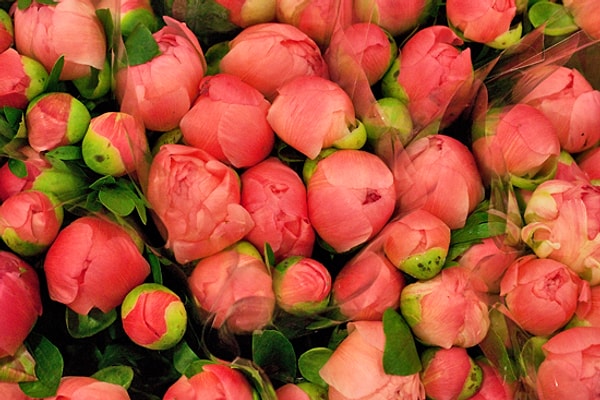 Цвет твоей души - Коралловый