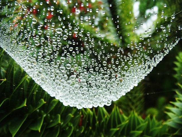 12. Cobweb