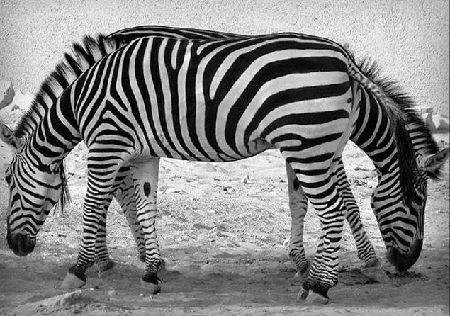 13. Two-Headed Zebra