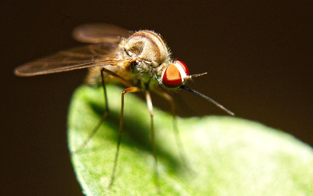 Zika Virüsüne Karşı Genetiği Değiştirilmiş Sivrisinekler Doğaya Salındı