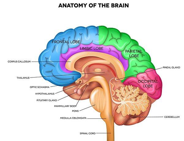 Az miktardaki beyin dokusuna rağmen zihinsel bir engeli yok, fakat düşük bir IQ'ya sahip.