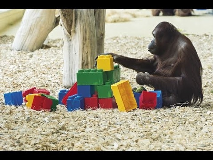 LEGO'lardan Kendince Gökdelen Yapan Orangutan
