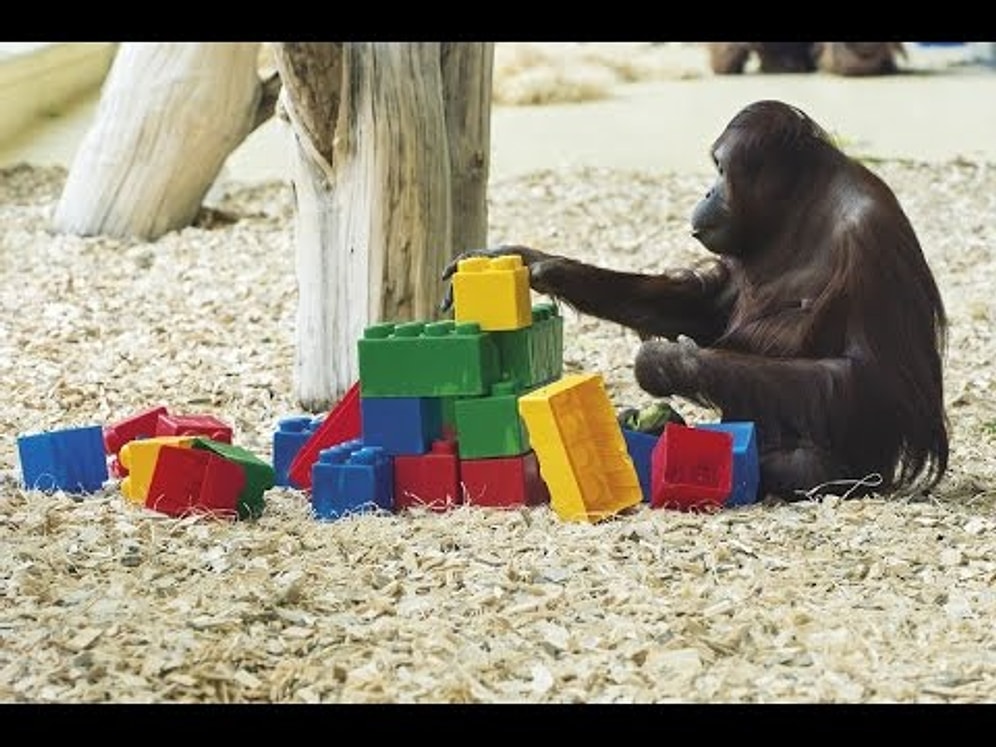 LEGO'lardan Kendince Gökdelen Yapan Orangutan