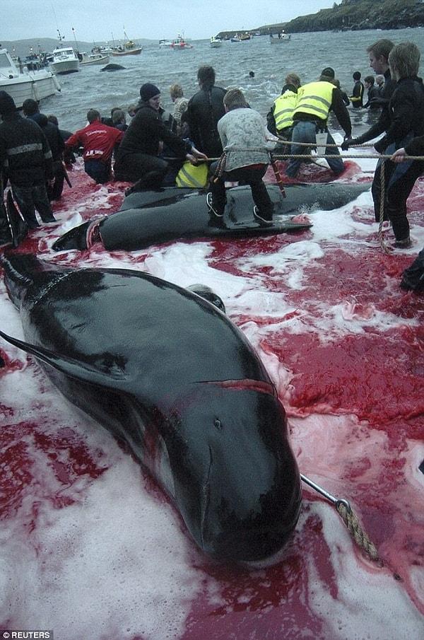 Danimarka'daki aktivistler yasal olan bu eyleme karşı mahkemeye gitmeye hazırlansalar da 300 yıl öncesine dayanan balina avında bu yılla birlikte 838 pilot balinanın öldürüldüğü belirtiliyor.