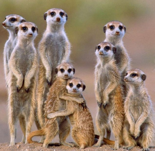 23. Meerkat-12 years
