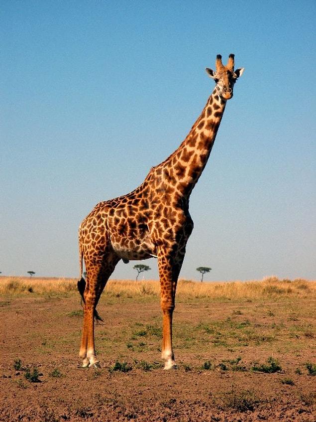 15. Giraffe- 28 years