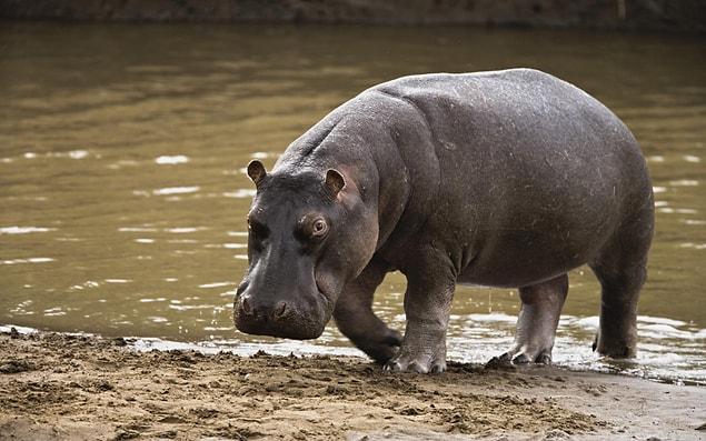 11. Hippopotamus- 45 Years