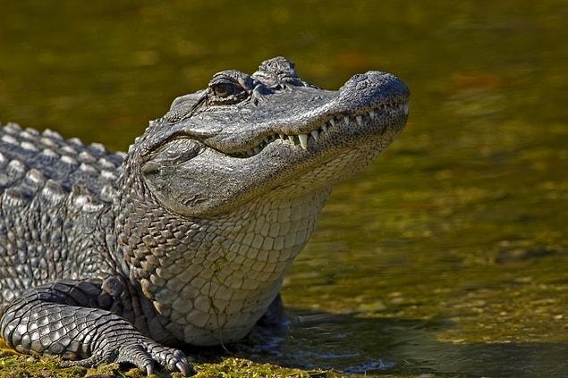 10. Alligator- 45 years