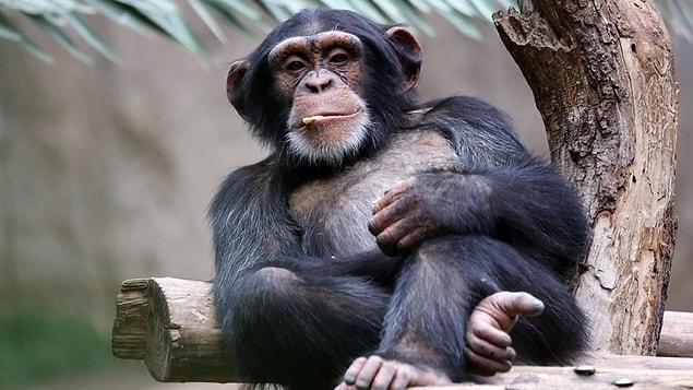 8. Chimpanzee- 50 years