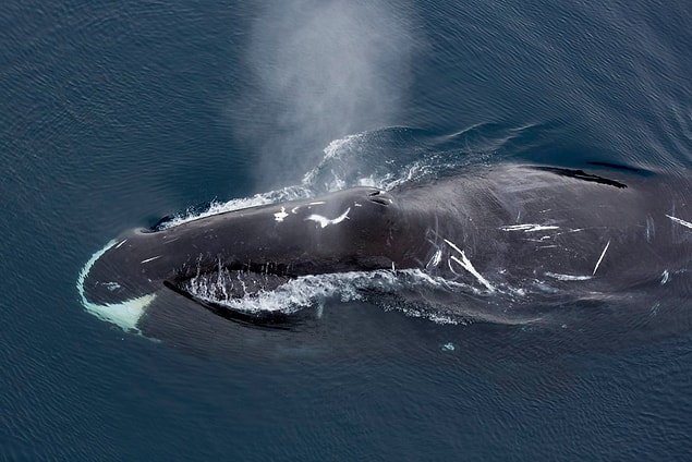 3. Bowhead whale-210 years