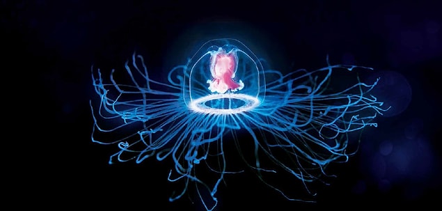 1. Turritopsis Dohrnii- The immortal jellyfish