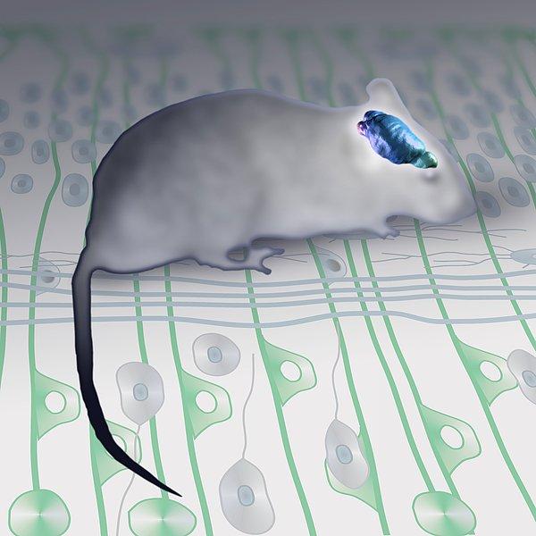 Hayvanların beyin aktivitesini gözlemlemek için fonksiyonel manyetik rezonans görüntüleme kullanılmış.